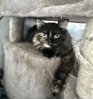 Bailey, Adult Female Domestic Medium Hair