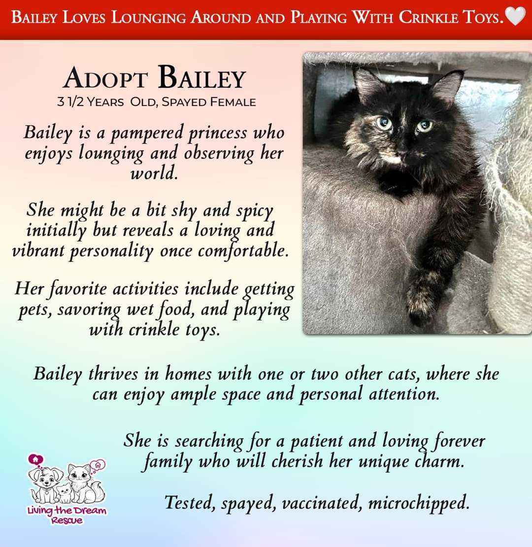 Bailey, an adoptable Domestic Medium Hair in Phoenix, AZ, 85023 | Photo Image 2