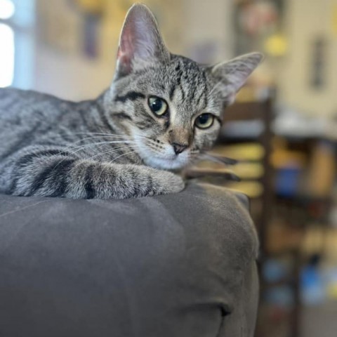 Bo Derek, an adoptable Domestic Short Hair in Wichita, KS, 67278 | Photo Image 1