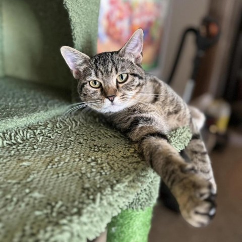 Bo Derek, an adoptable Domestic Short Hair in Wichita, KS, 67278 | Photo Image 4