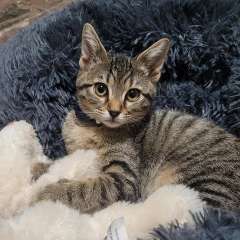 Bo Derek, an adoptable Domestic Short Hair in Wichita, KS, 67278 | Photo Image 5