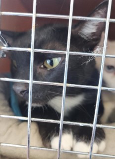 Cake Pop, an adoptable Domestic Short Hair in Kingman, AZ, 86401 | Photo Image 1