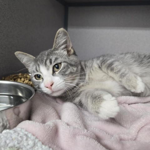 Tom Joad, an adoptable Domestic Short Hair in North Battleford, SK, S9A 2M7 | Photo Image 1