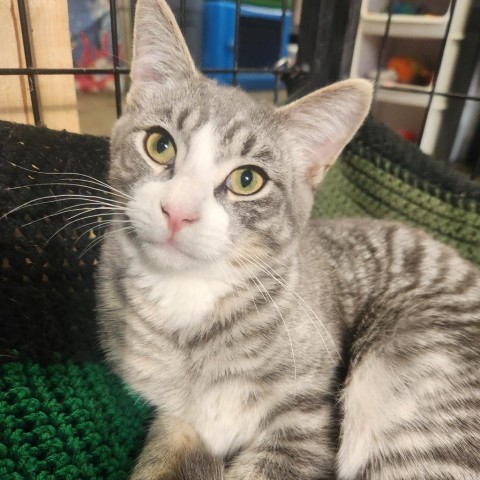 Tom Joad, an adoptable Domestic Short Hair in North Battleford, SK, S9A 2M7 | Photo Image 2