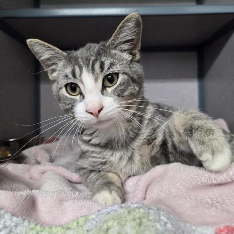 Tom Joad, an adoptable Domestic Short Hair in North Battleford, SK, S9A 2M7 | Photo Image 3