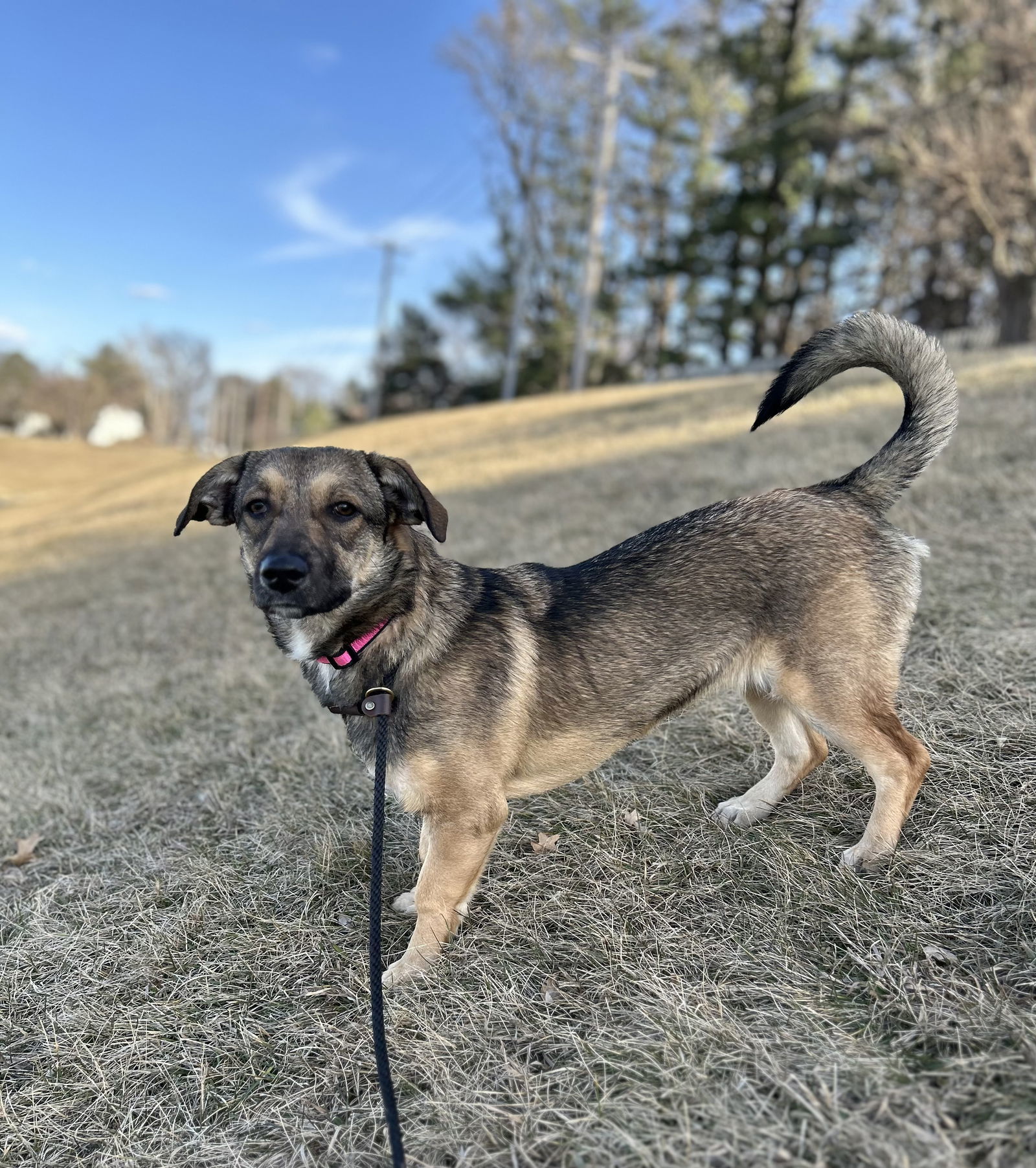 Josie, an adoptable Basset Hound, Shepherd in Lincoln, NE, 68506 | Photo Image 1