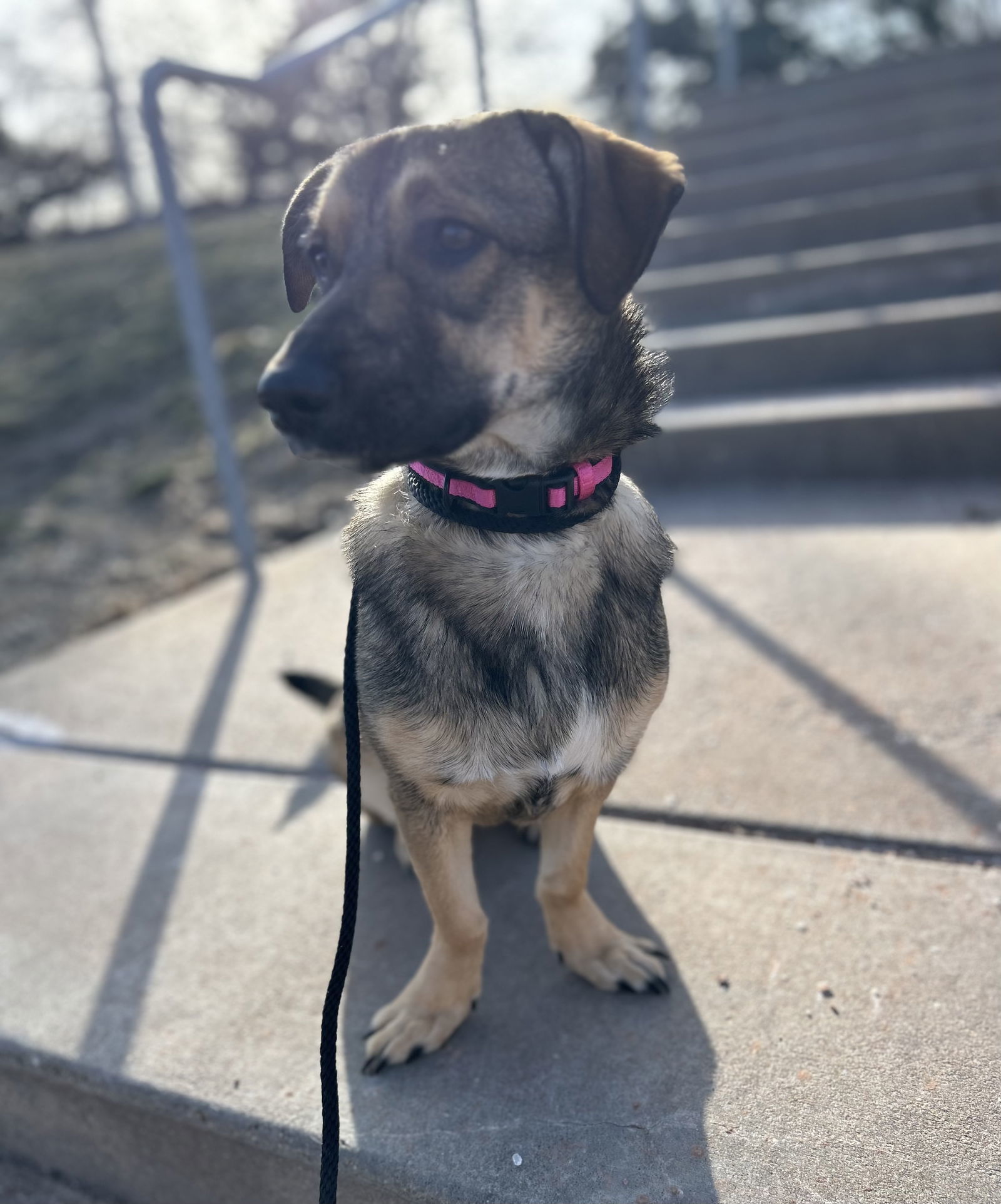 Josie, an adoptable Basset Hound, Shepherd in Lincoln, NE, 68506 | Photo Image 2