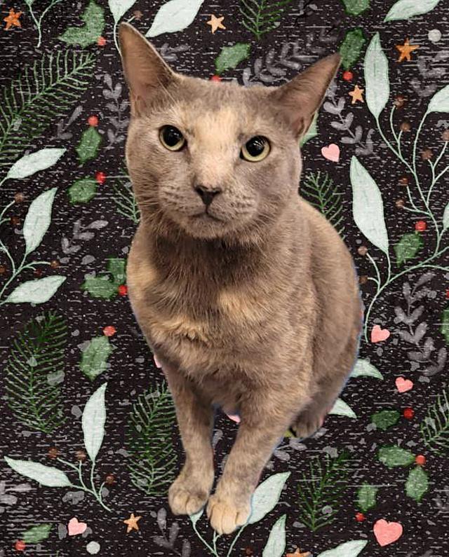Petal