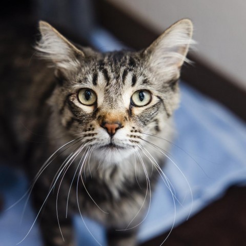 Naveen, an adoptable Domestic Short Hair in Incline Village, NV, 89451 | Photo Image 1