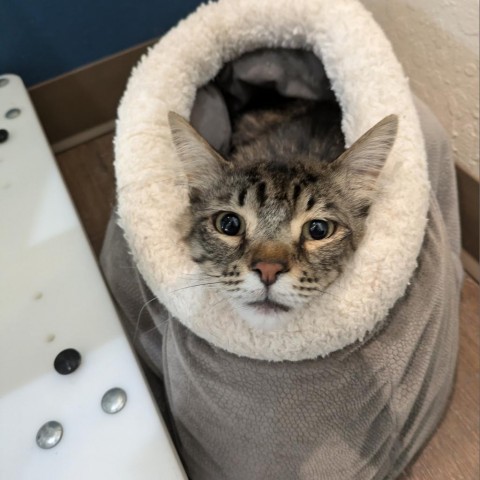 Naveen, an adoptable Domestic Short Hair in Incline Village, NV, 89451 | Photo Image 2