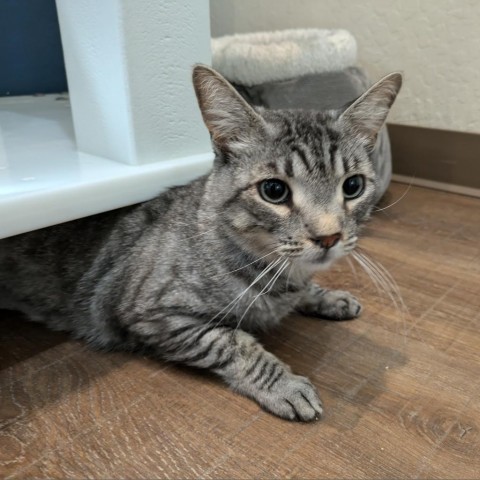 Aladdin, an adoptable Domestic Short Hair in Incline Village, NV, 89451 | Photo Image 2