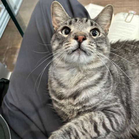 Aladdin, an adoptable Domestic Short Hair in Incline Village, NV, 89451 | Photo Image 3