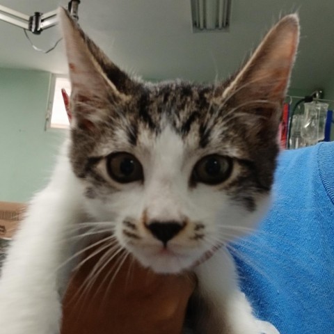 Ivory, an adoptable Domestic Medium Hair in Vieques, PR, 00765 | Photo Image 1