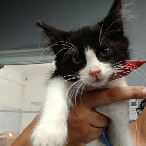 Bonito, an adoptable Domestic Medium Hair in Vieques, PR, 00765 | Photo Image 1