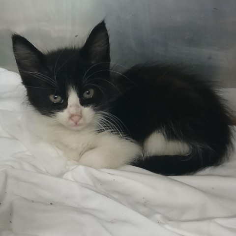 Bonito, an adoptable Domestic Medium Hair in Vieques, PR, 00765 | Photo Image 2