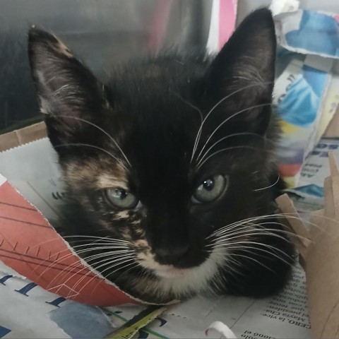 Beauty, an adoptable Domestic Medium Hair in Vieques, PR, 00765 | Photo Image 2