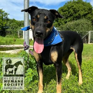Jessie, Adult Female Mixed Breed