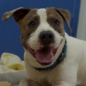 Yuco, Adult Male Mixed Breed