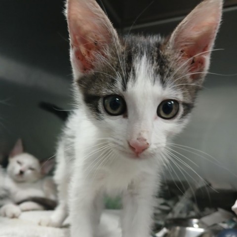 Eggshell, an adoptable Domestic Medium Hair in Vieques, PR, 00765 | Photo Image 1