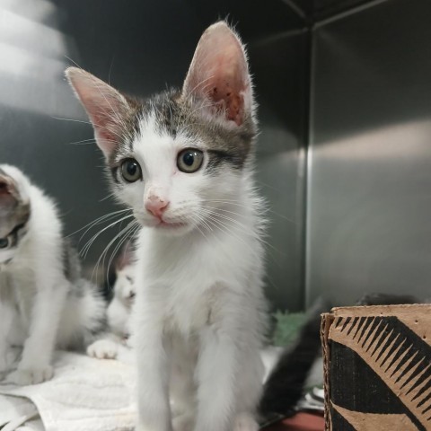 Eggshell, an adoptable Domestic Medium Hair in Vieques, PR, 00765 | Photo Image 4