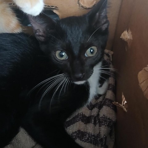 Pedro, an adoptable Domestic Short Hair in Vieques, PR, 00765 | Photo Image 1