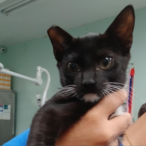 Pedro, an adoptable Domestic Short Hair in Vieques, PR, 00765 | Photo Image 2