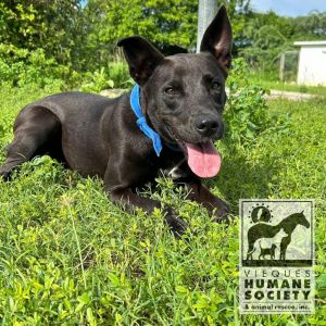 Dana, Adult Female Mixed Breed