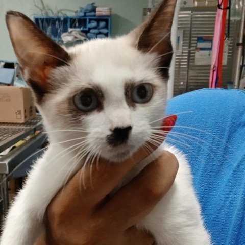 Vanilla, an adoptable Siamese in Vieques, PR, 00765 | Photo Image 1