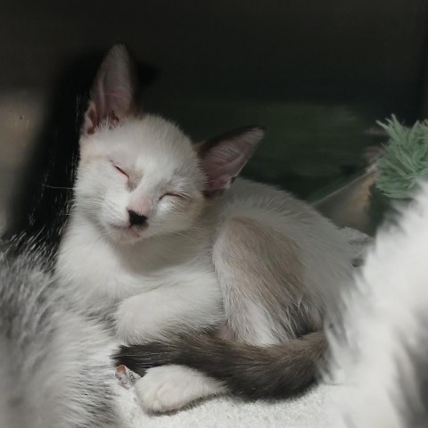 Vanilla, an adoptable Siamese in Vieques, PR, 00765 | Photo Image 2