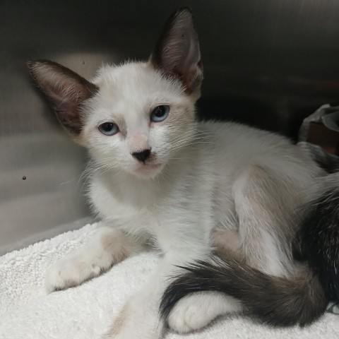 Vanilla, an adoptable Siamese in Vieques, PR, 00765 | Photo Image 4