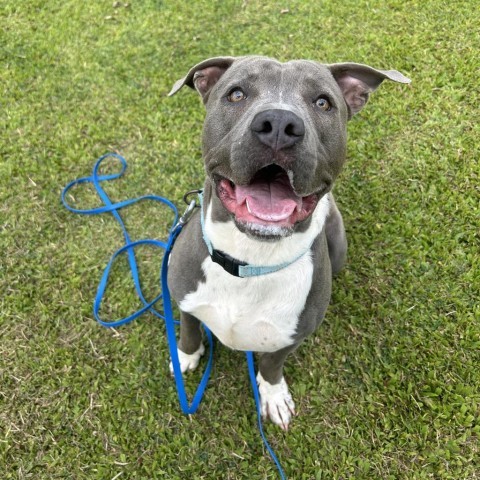 Hippo, an adoptable Mixed Breed in Kailua Kona, HI, 96740 | Photo Image 1