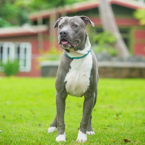 Hippo, an adoptable Mixed Breed in Kailua Kona, HI, 96740 | Photo Image 2