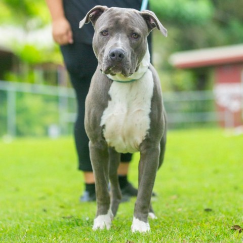 Hippo, an adoptable Mixed Breed in Kailua Kona, HI, 96740 | Photo Image 4