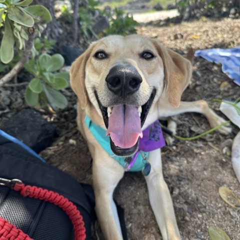 Rory, an adoptable Mixed Breed in Kailua Kona, HI, 96740 | Photo Image 1