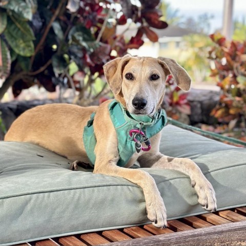 Rory, an adoptable Mixed Breed in Kailua Kona, HI, 96740 | Photo Image 2