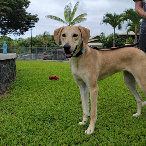 Rory, an adoptable Mixed Breed in Kailua Kona, HI, 96740 | Photo Image 3