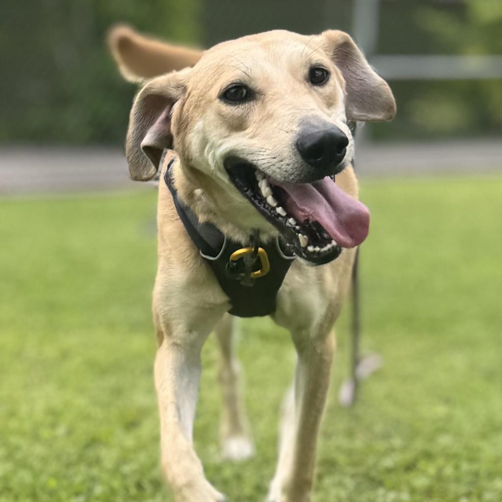 Rory, an adoptable Mixed Breed in Kailua Kona, HI, 96740 | Photo Image 4