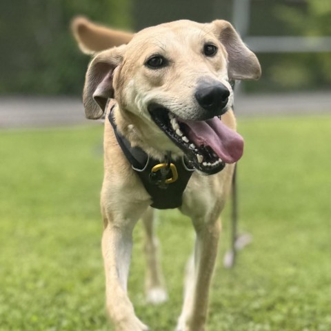 Rory, an adoptable Mixed Breed in Kailua Kona, HI, 96740 | Photo Image 5