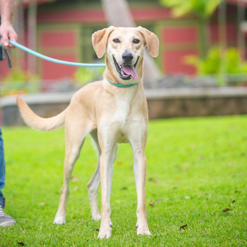 Rory, an adoptable Mixed Breed in Kailua Kona, HI, 96740 | Photo Image 5