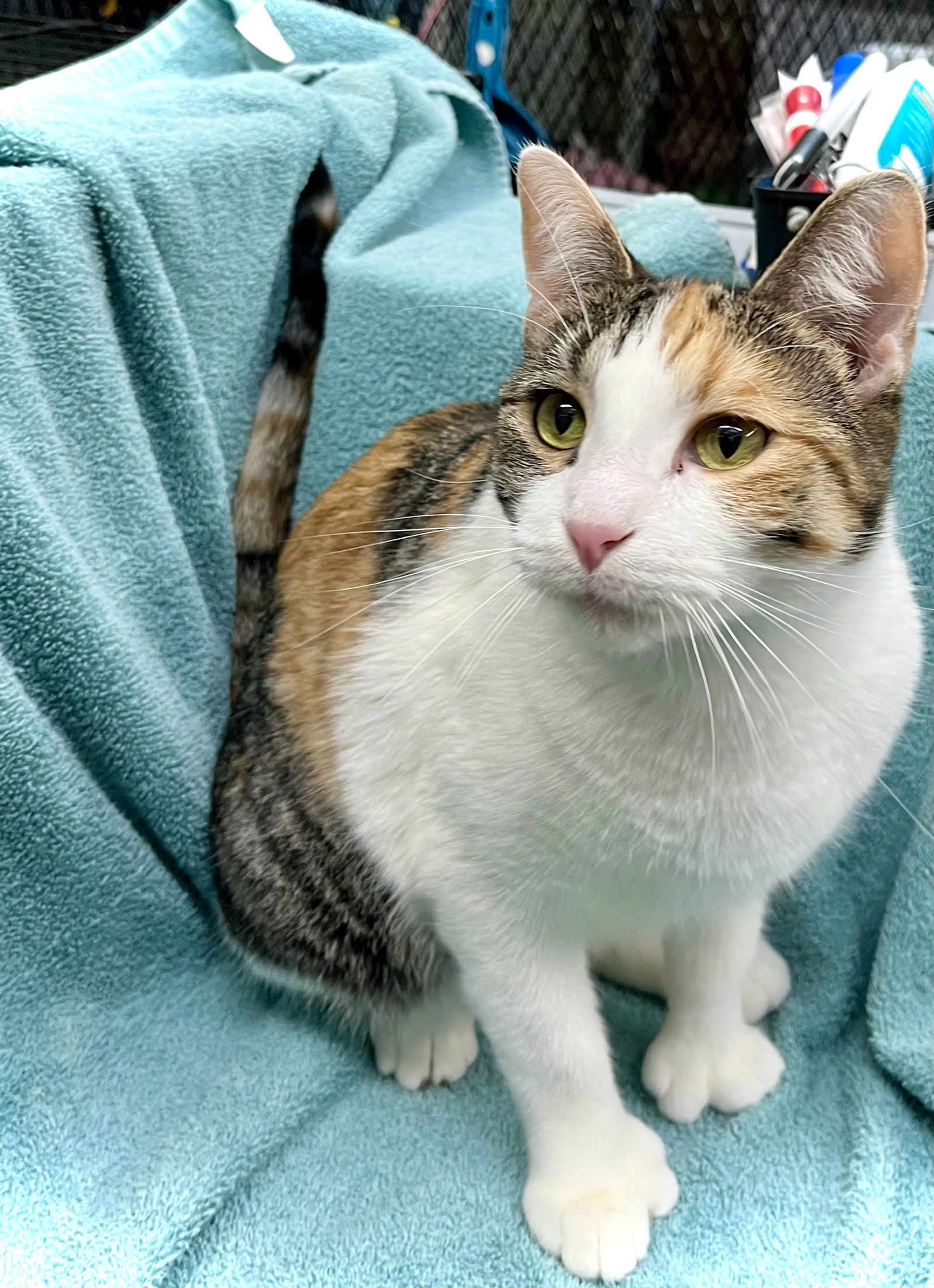 Bethany, an adoptable Domestic Short Hair in Estherville, IA, 51334 | Photo Image 1