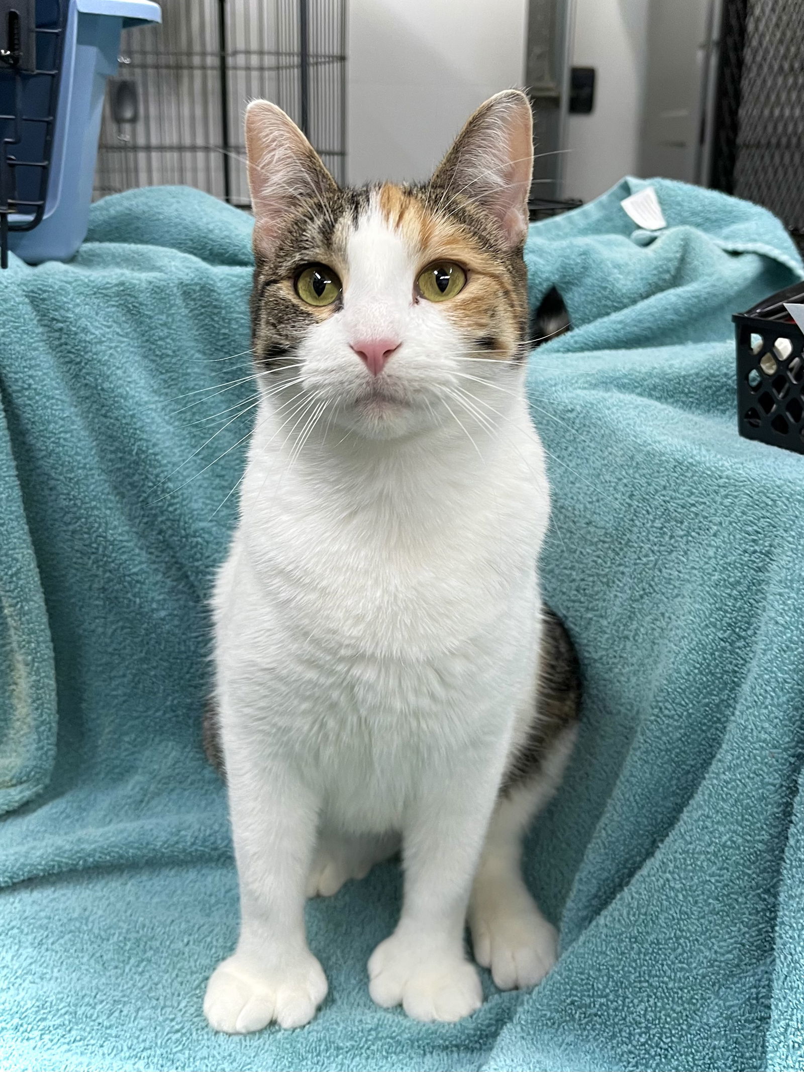 Bethany, an adoptable Domestic Short Hair in Estherville, IA, 51334 | Photo Image 2