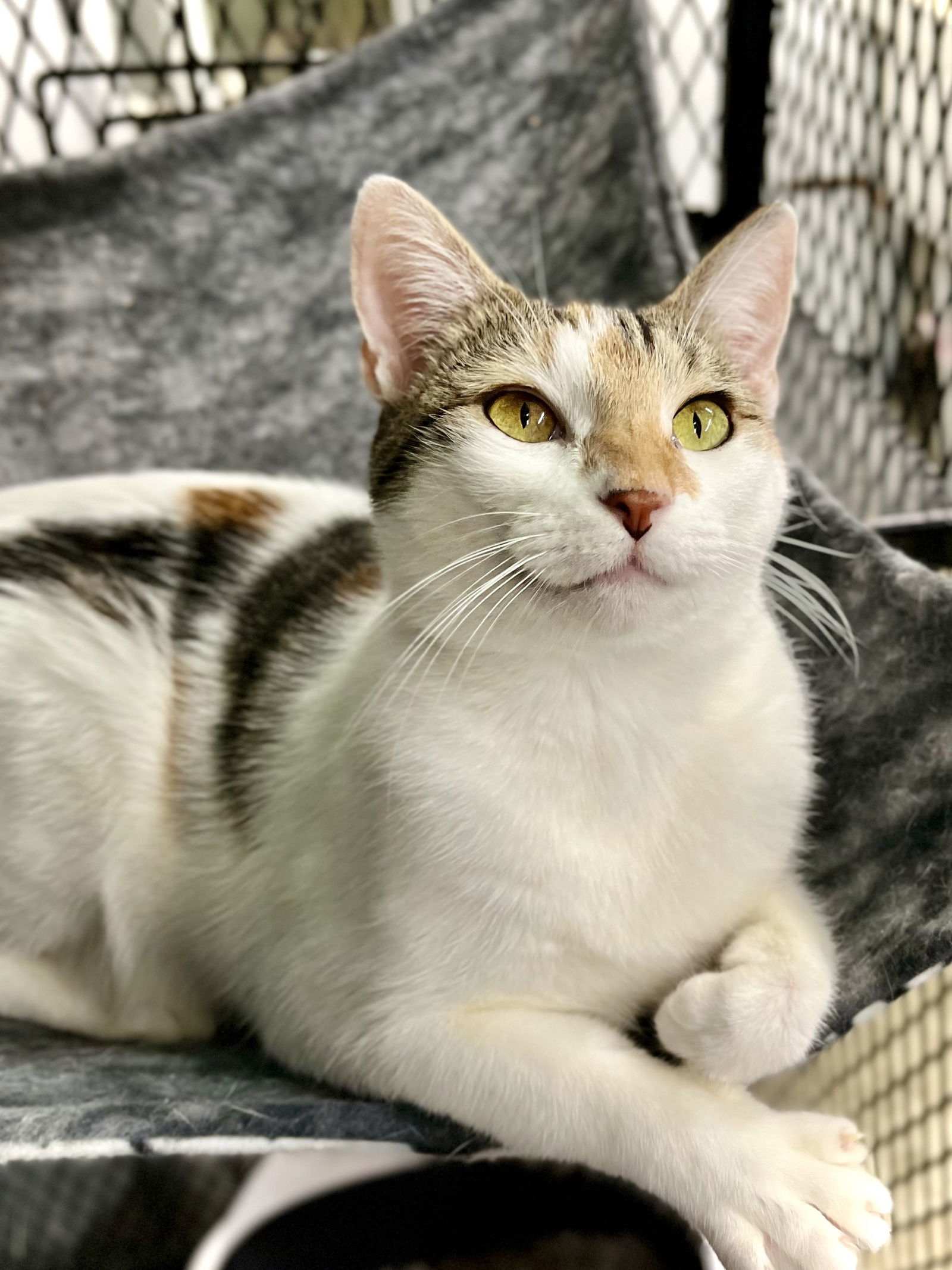 Bianca, an adoptable Domestic Short Hair in Estherville, IA, 51334 | Photo Image 1