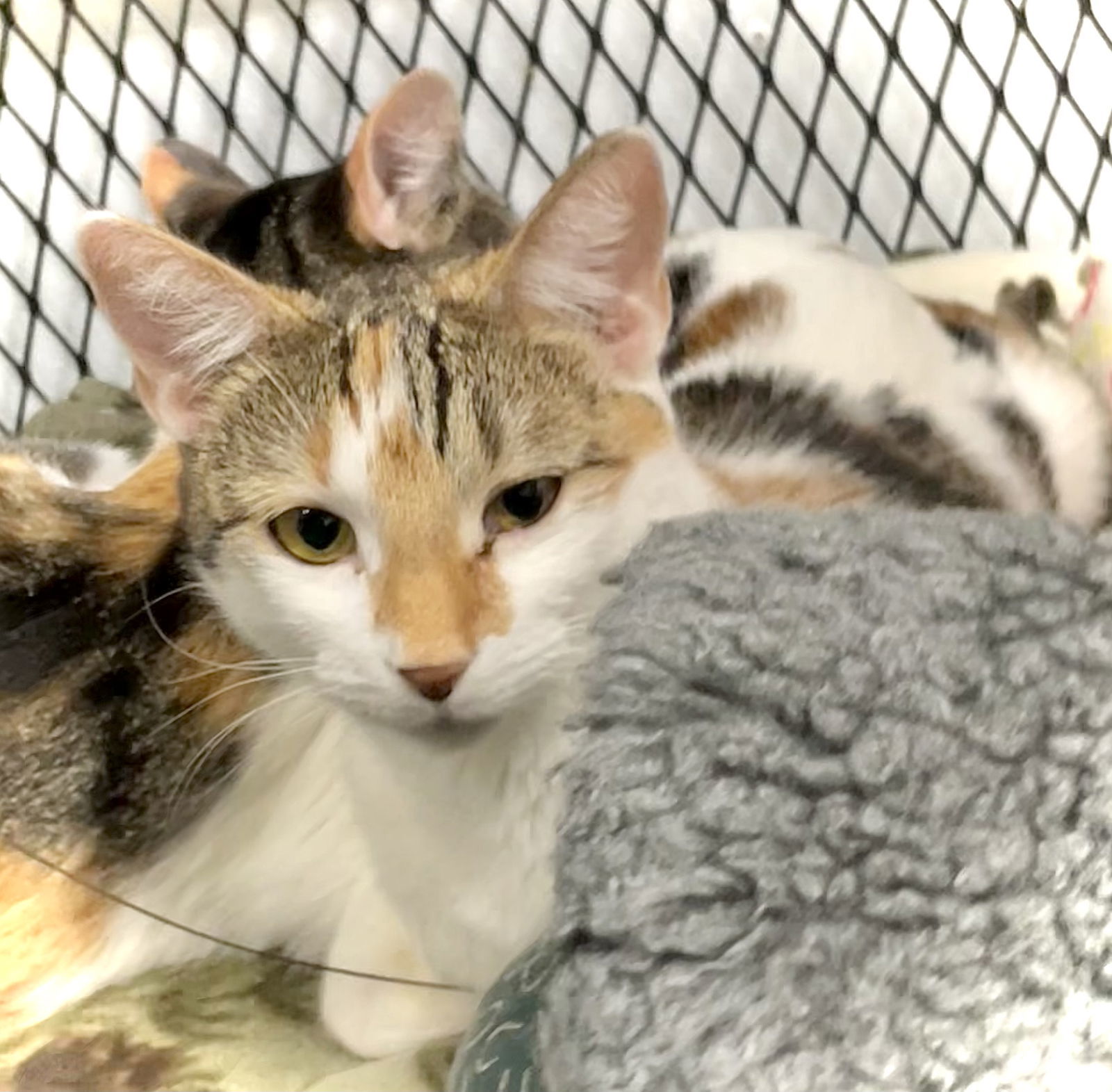 Bianca, an adoptable Domestic Short Hair in Estherville, IA, 51334 | Photo Image 2