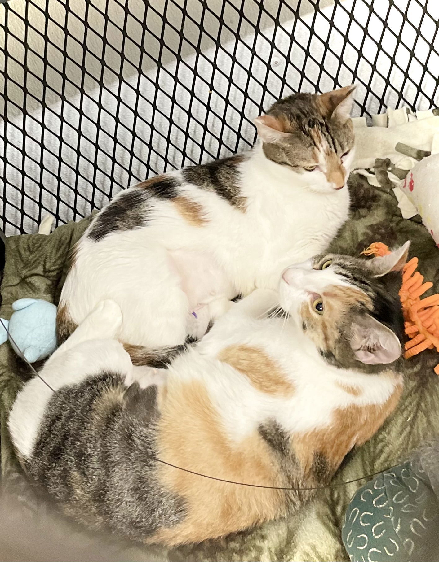 Bianca, an adoptable Domestic Short Hair in Estherville, IA, 51334 | Photo Image 3