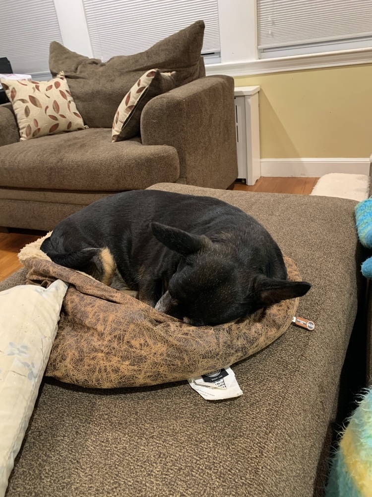 Super Cute Cora, an adoptable Corgi, Dachshund in Randolph, MA, 02368 | Photo Image 2