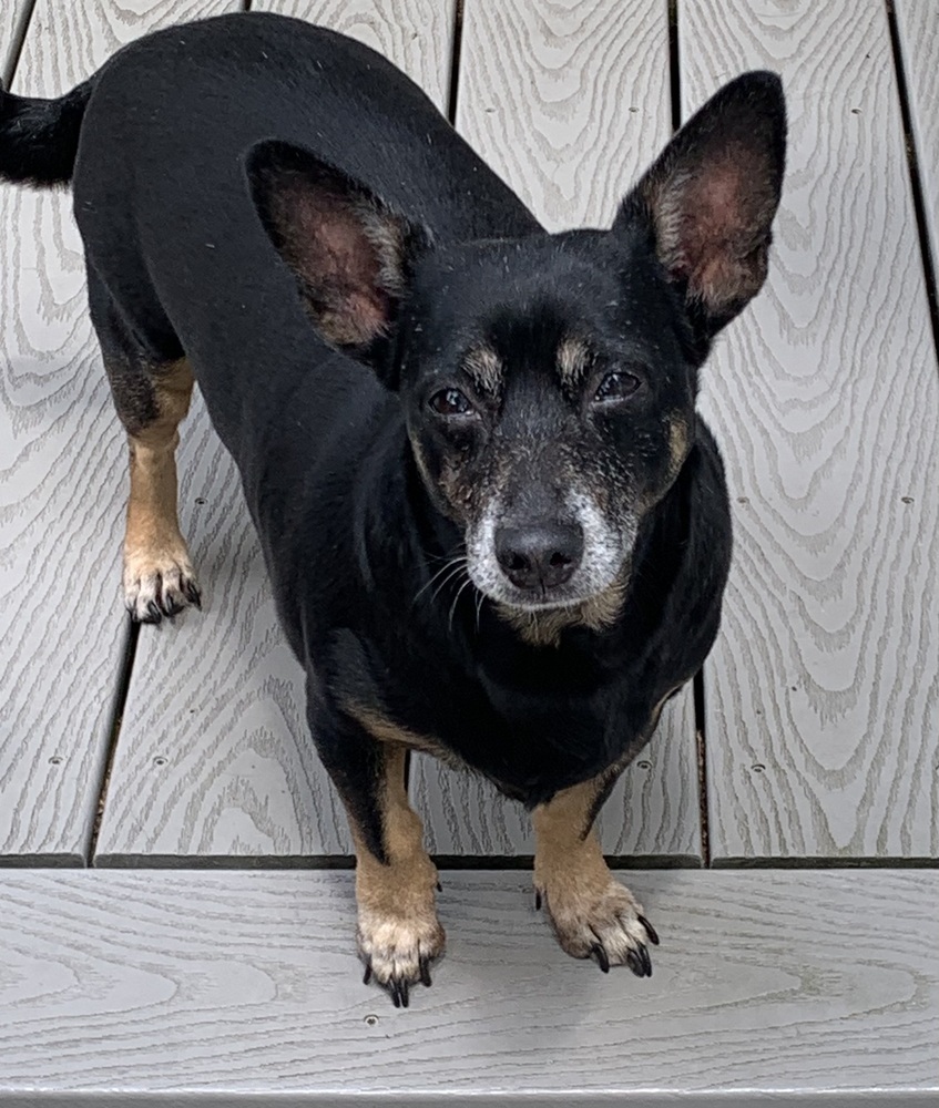 Super Cute Cora, an adoptable Corgi, Dachshund in Randolph, MA, 02368 | Photo Image 3