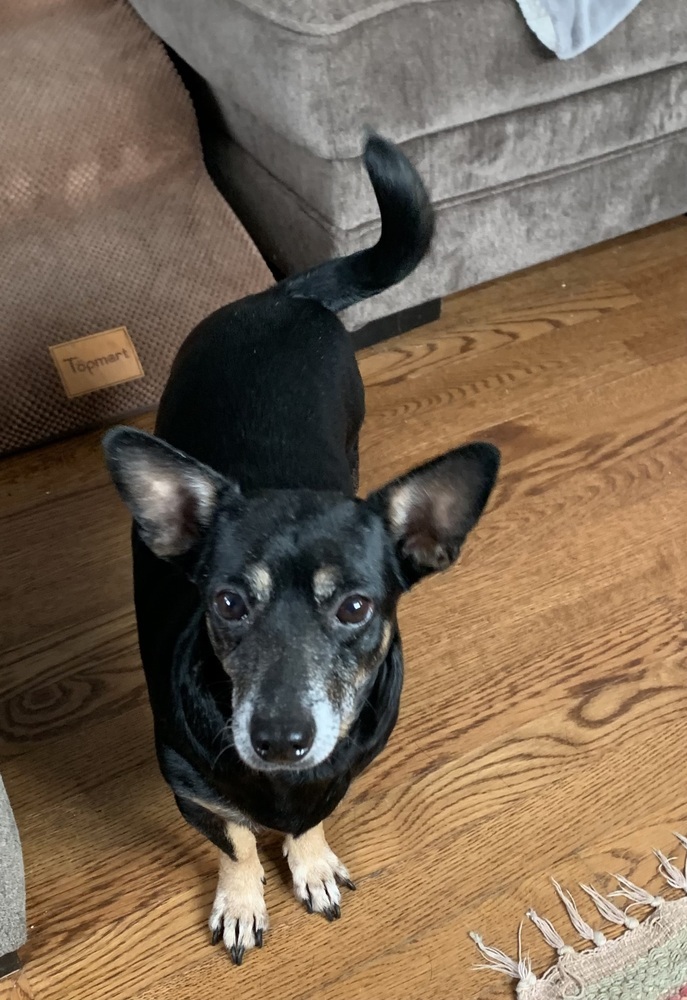 Super Cute Cora, an adoptable Corgi, Dachshund in Randolph, MA, 02368 | Photo Image 4