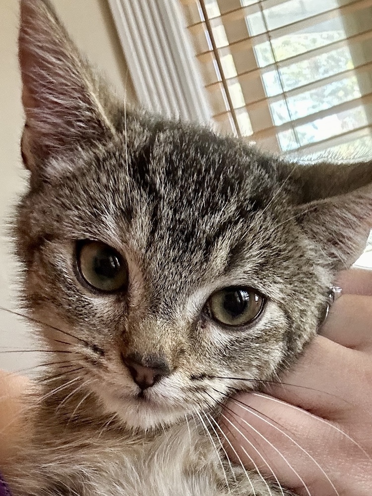 Cat for adoption Cinnamon, a Domestic Short Hair in Long Beach, CA