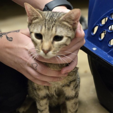 Patience, an adoptable Domestic Short Hair in Wickenburg, AZ, 85390 | Photo Image 1