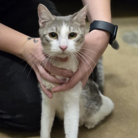 Virtue, an adoptable Domestic Short Hair in Wickenburg, AZ, 85390 | Photo Image 1